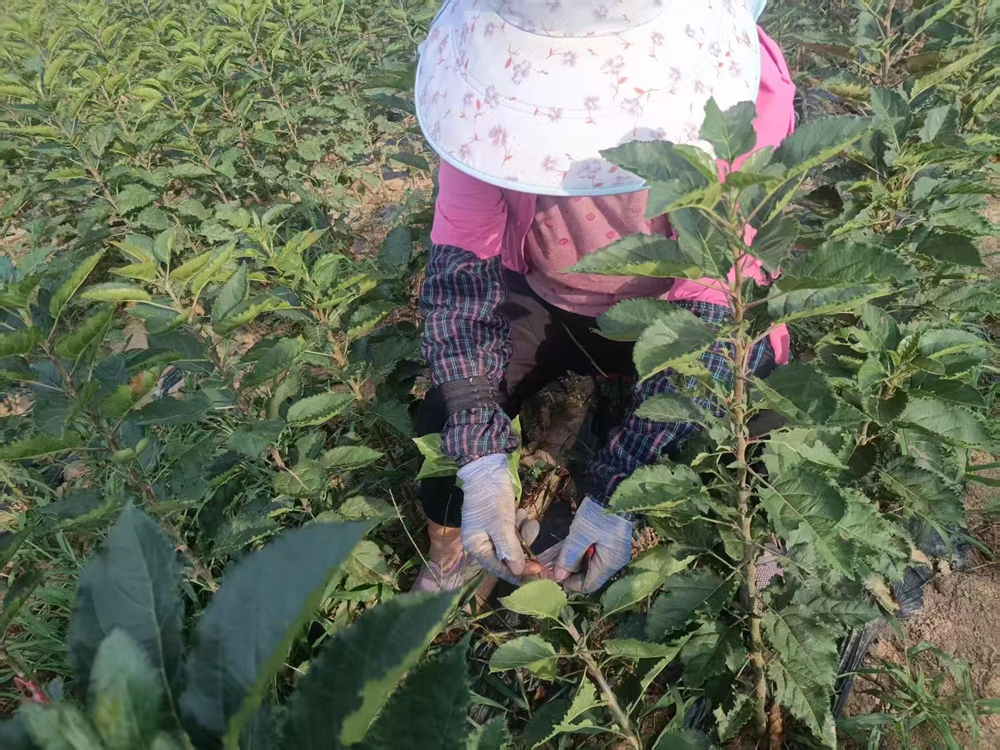 铜川市宜君县五里镇兴市村育苗基地苹果苗长势喜人